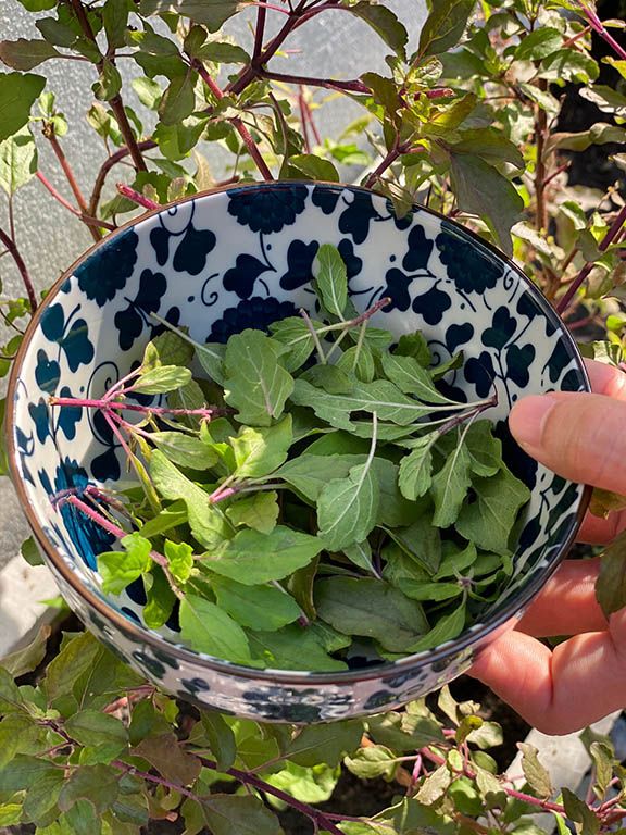 Harvesting our home grown basil leaves