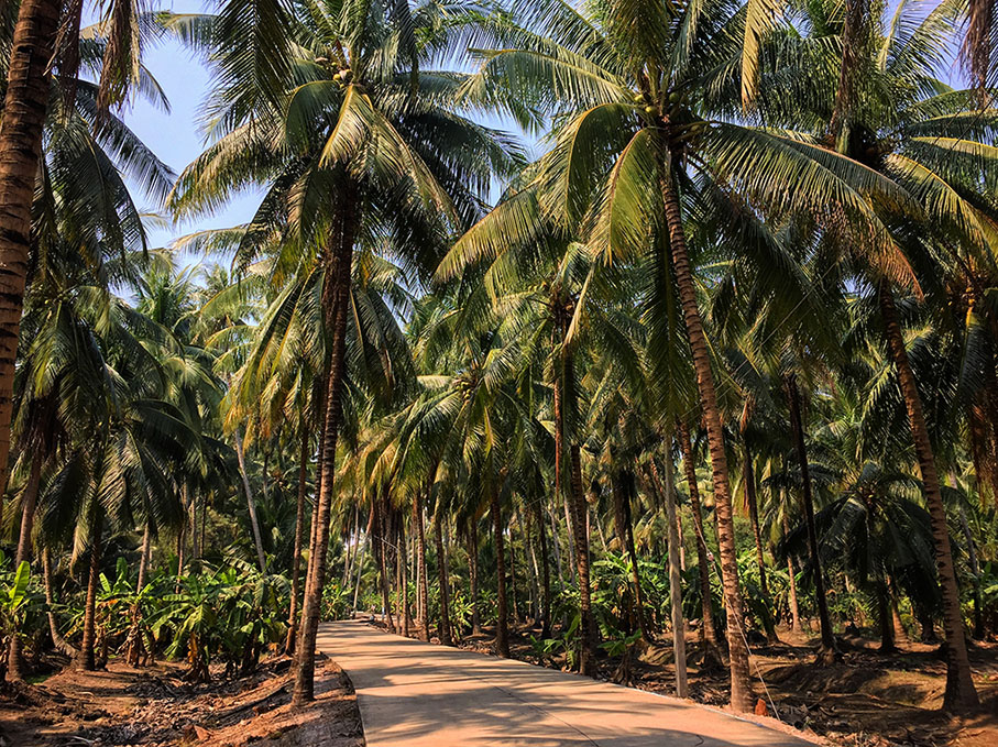 thousands of coconut trees